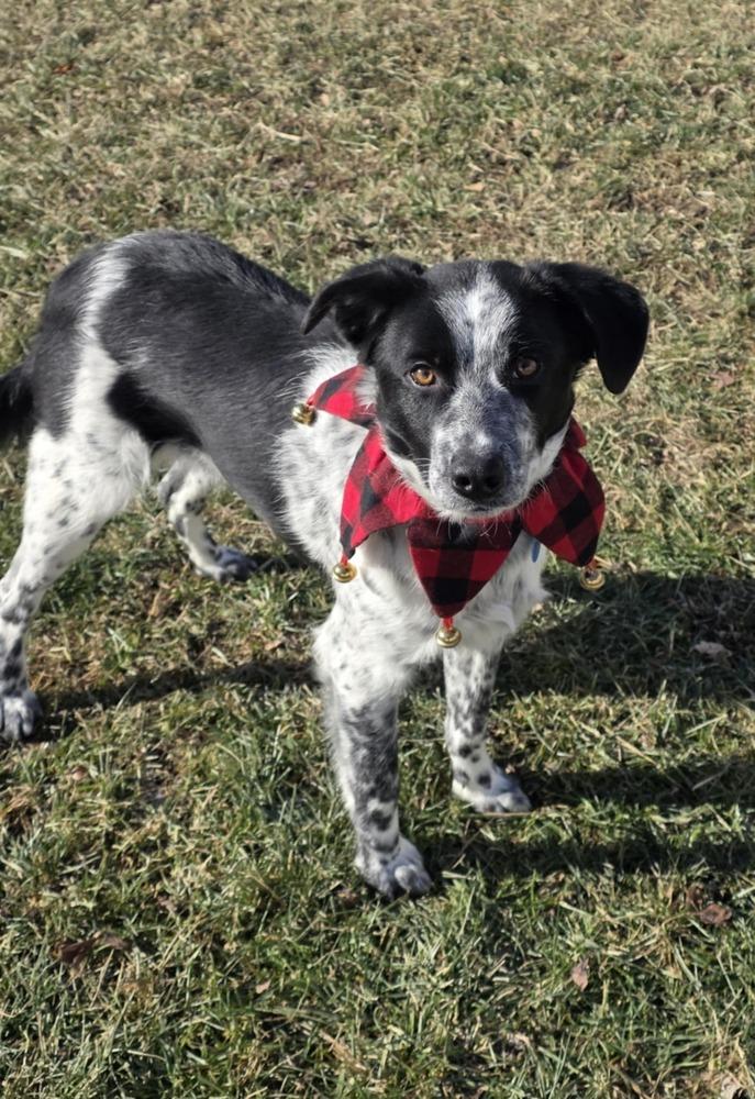 Enlarge Rye, a Adoptable mixed breed in Troy, IL image 5/6