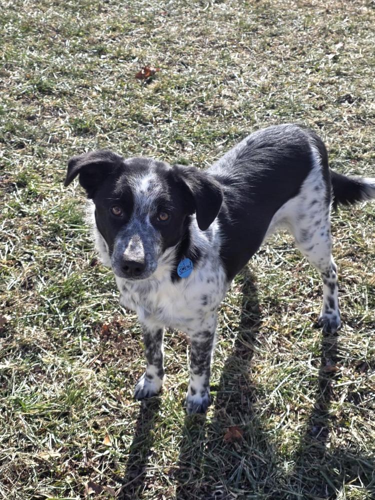 Enlarge Rye, a Adoptable mixed breed in Troy, IL image 6/6