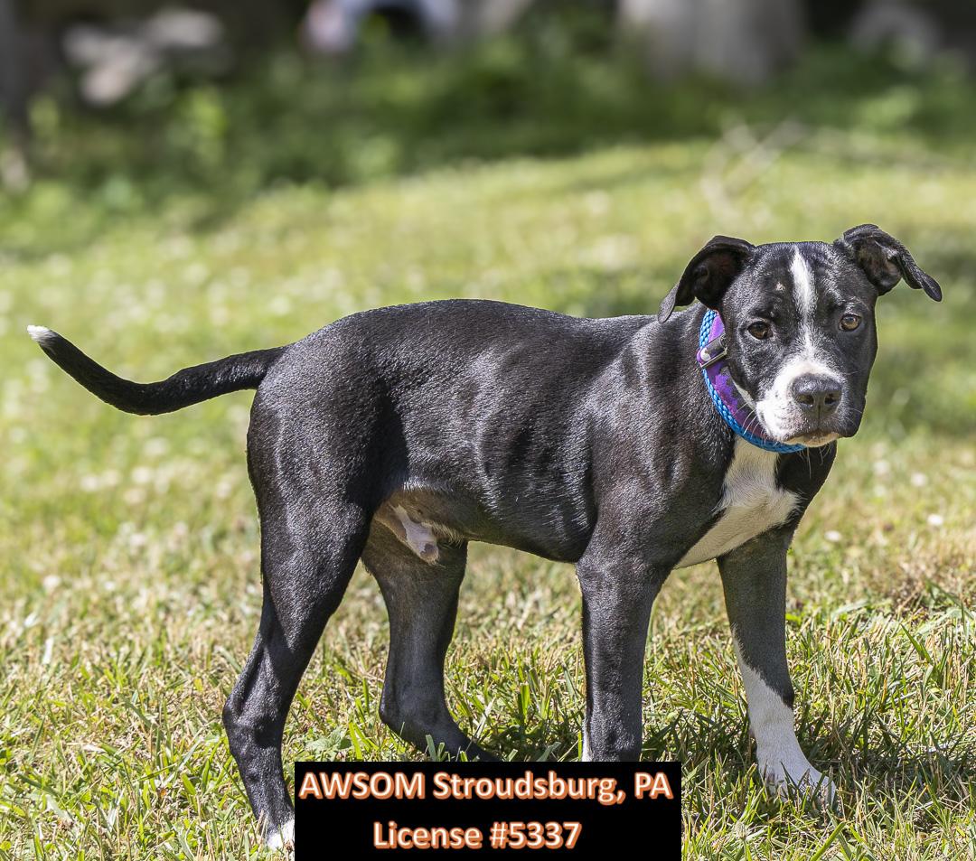 Enlarge Oscar, an adopted Hound in Stroudsburg, PA image 1/3