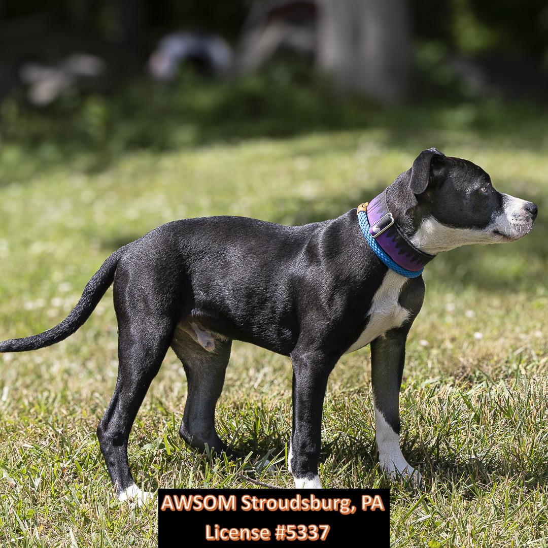 Enlarge Oscar, an adopted Hound in Stroudsburg, PA image 3/3