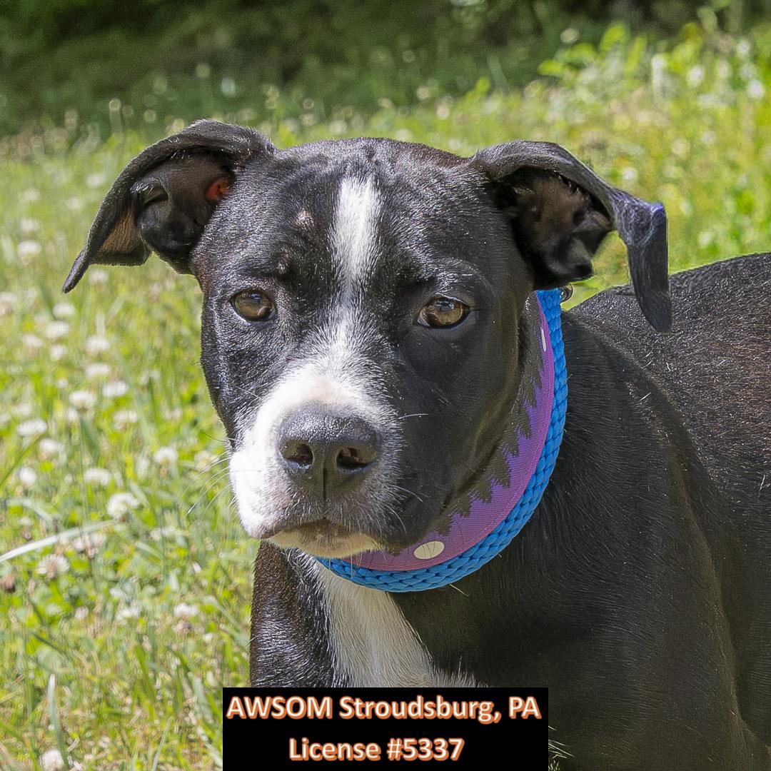 Enlarge Oscar, an adopted Hound in Stroudsburg, PA image 2/3