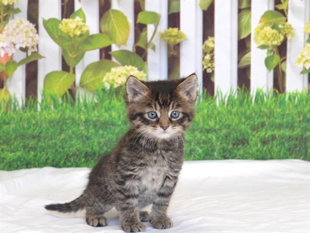 Enlarge CLEMENTINE, a Adoptable mixed breed in Oroville, CA image 1/1
