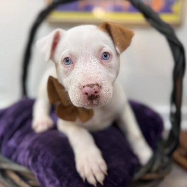 Snow White — thumbnail 3