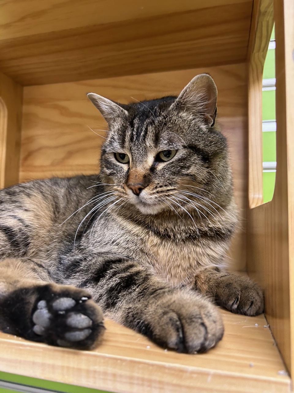 Enlarge Ellie, a ADOPTABLE Domestic Short Hair in Homer, AK image 4/4