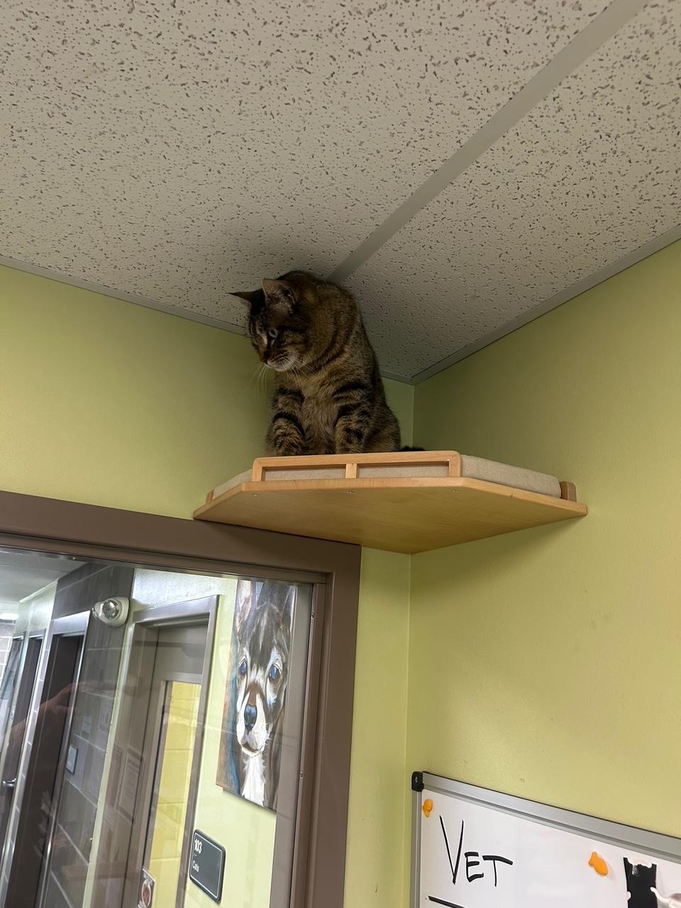 Enlarge Ellie, a ADOPTABLE Domestic Short Hair in Homer, AK image 3/4