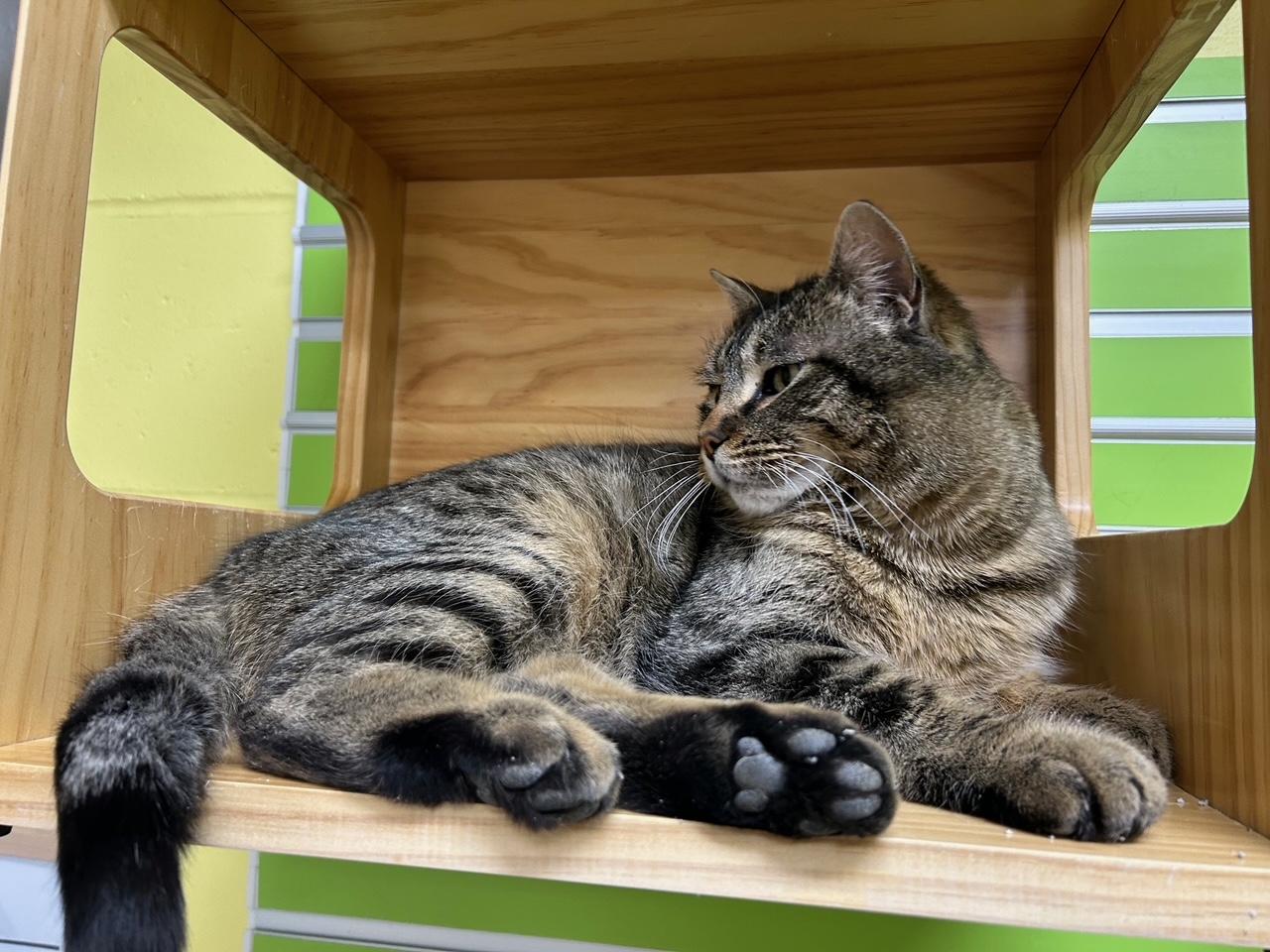 Enlarge Ellie, a ADOPTABLE Domestic Short Hair in Homer, AK image 2/4