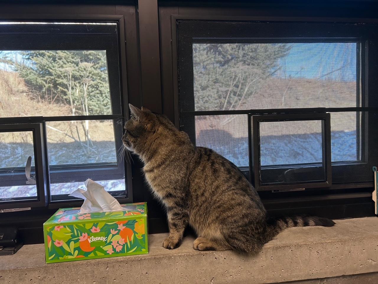 Ellie, ADOPTABLE, Young Female Domestic Short Hair.