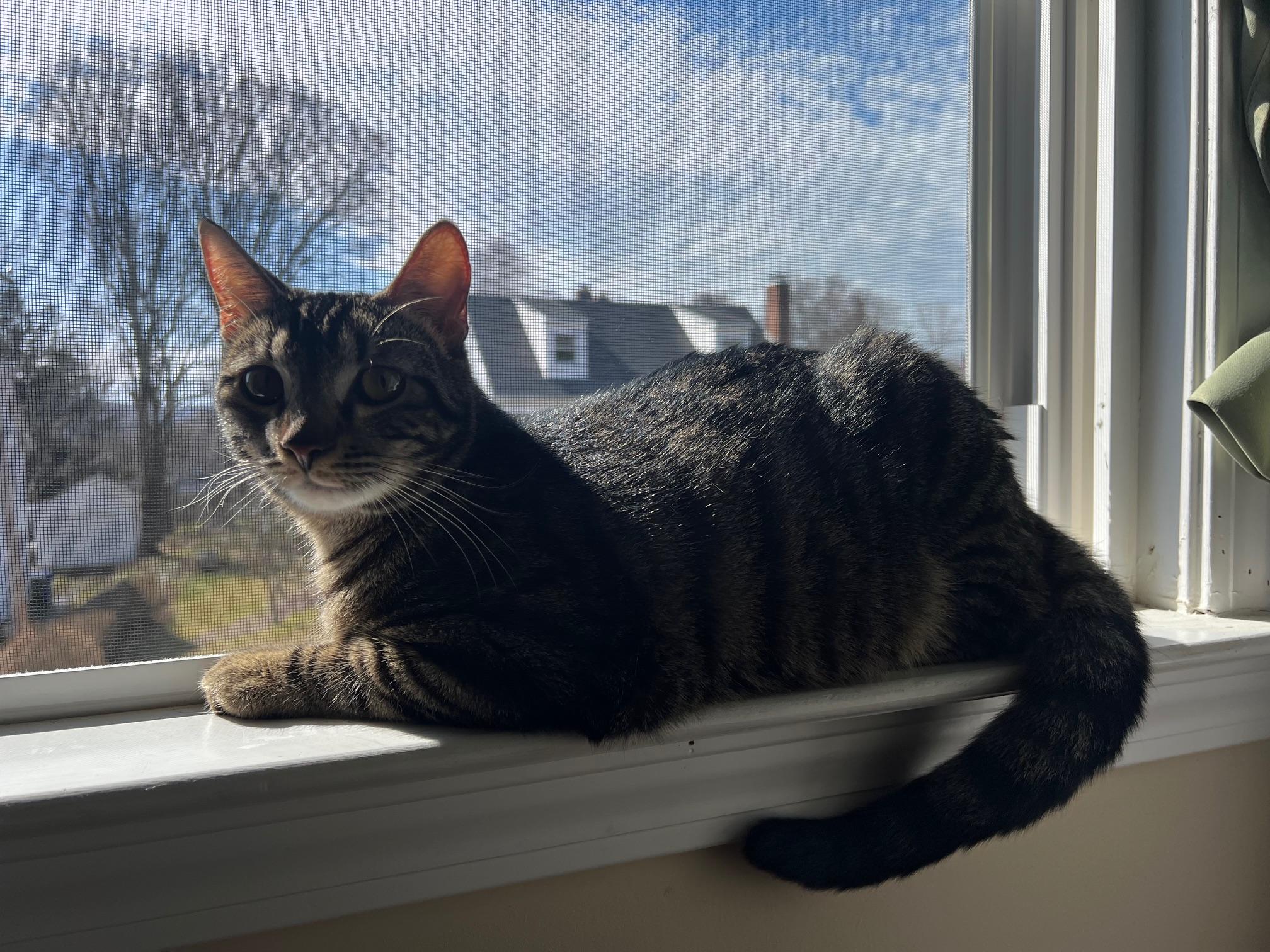 Enlarge Squiggy , a Adoptable Tabby in Southbridge , MA image 5/6