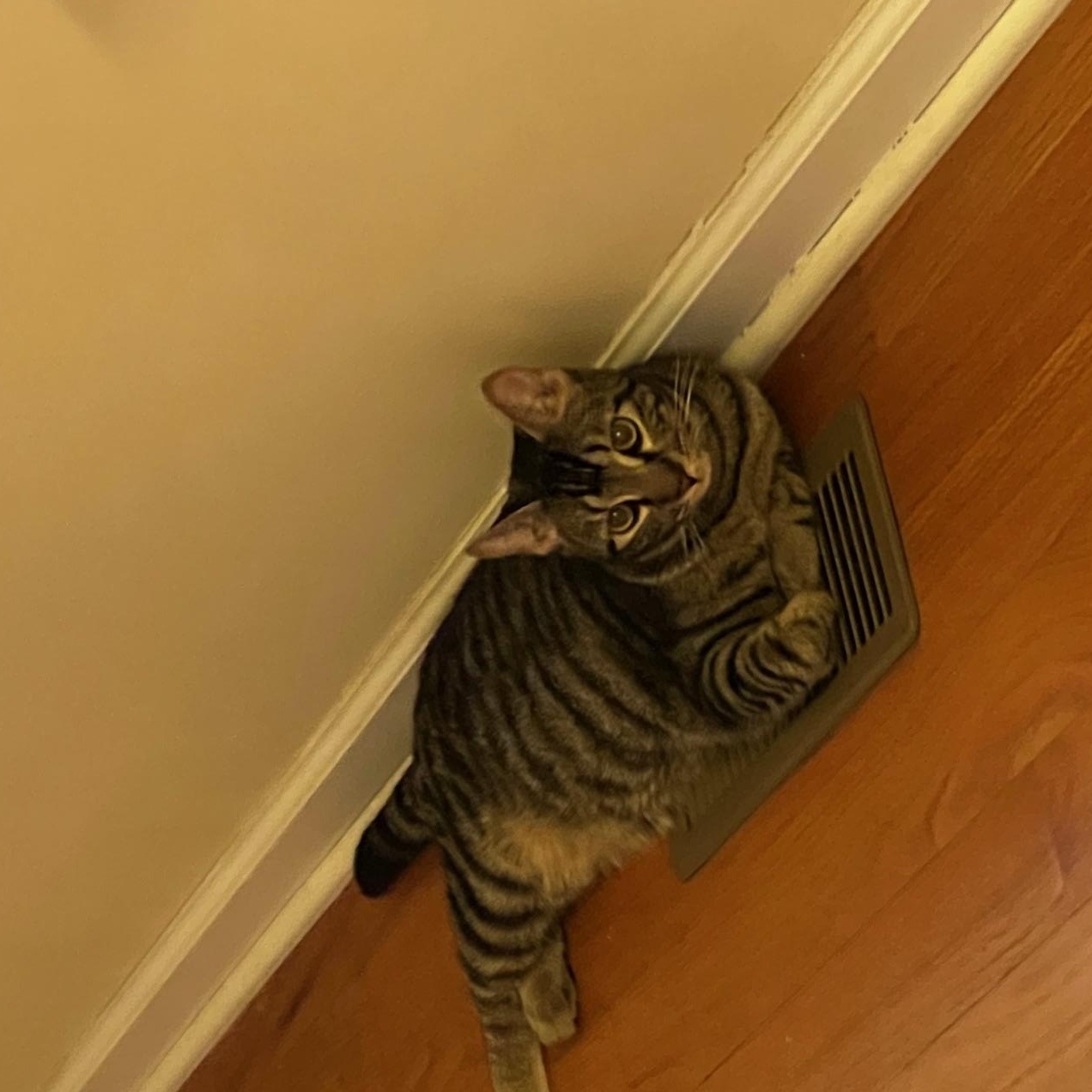 Enlarge Squiggy , a Adoptable Tabby in Southbridge , MA image 2/6