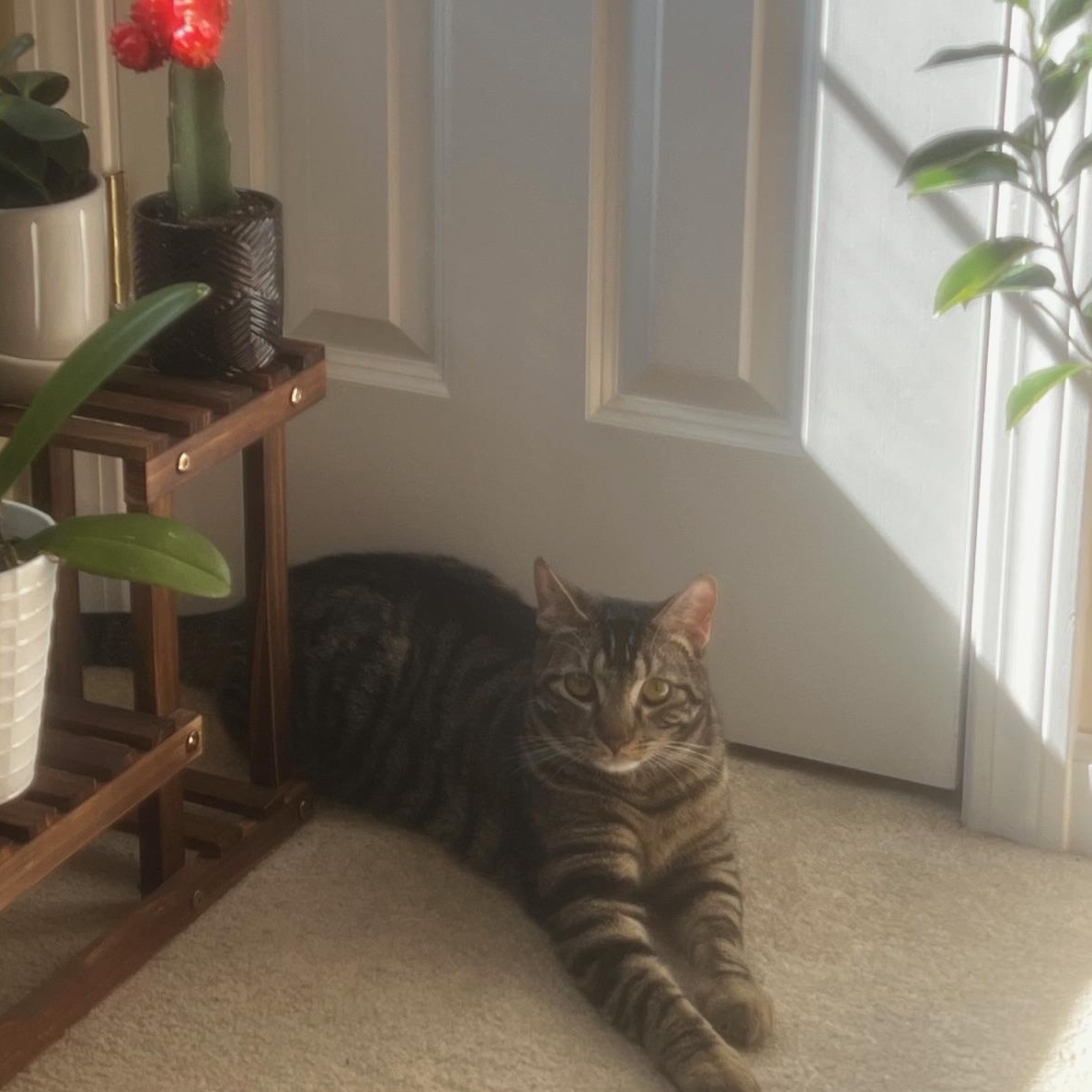 Enlarge Squiggy , a Adoptable Tabby in Southbridge , MA image 6/6