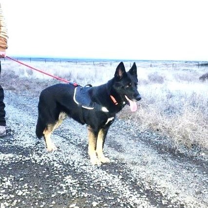 Enlarge Buddy, a Adoptable mixed breed in Spokane, WA image 2/5