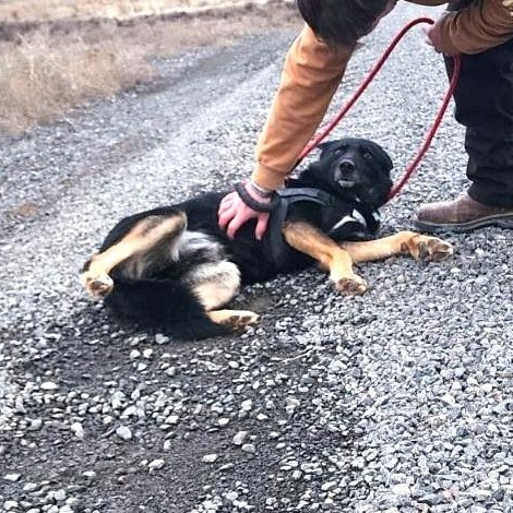 Enlarge Buddy, a Adoptable mixed breed in Spokane, WA image 5/5