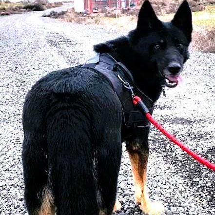 Enlarge Buddy, a Adoptable mixed breed in Spokane, WA image 1/5