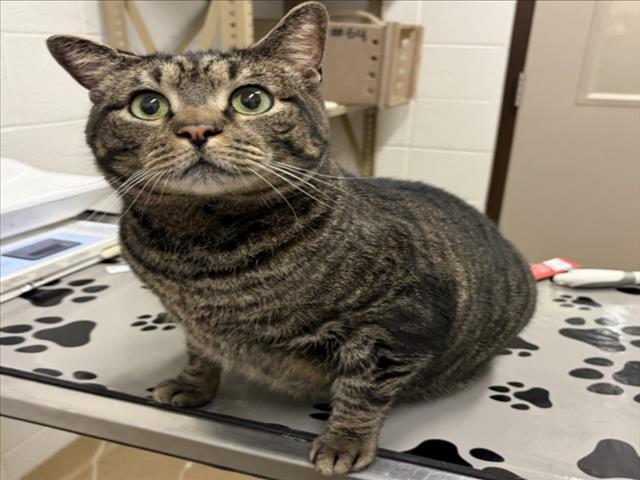 Enlarge TIGGER, a Adoptable Domestic Short Hair in Derwood, MD image 1/1