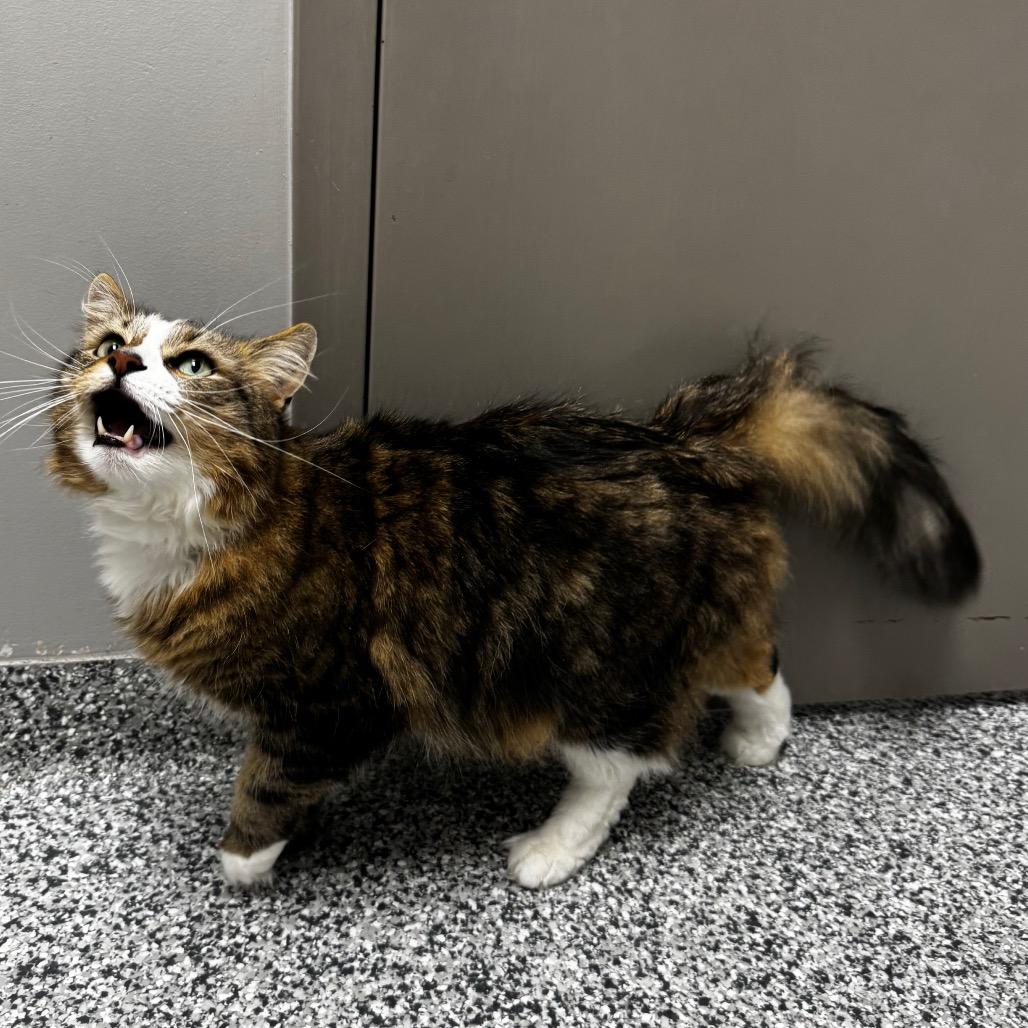 Enlarge Marlo, a Adoptable Domestic Long Hair in Brookfield, WI image 1/3