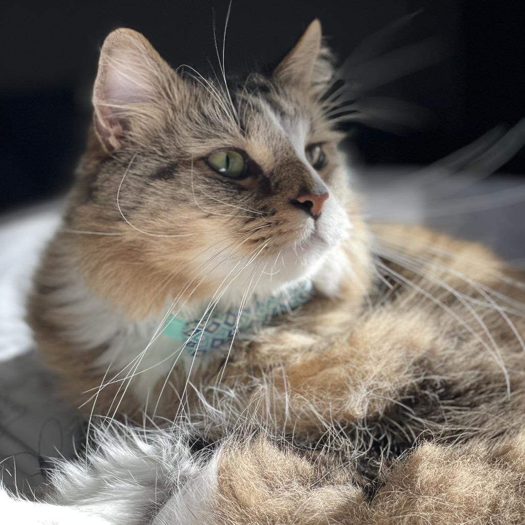 Enlarge Marlo, a Adoptable Domestic Long Hair in Brookfield, WI image 2/3