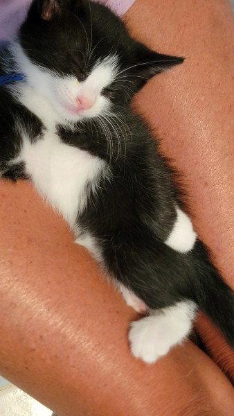 Frankie Kitten, Adoptable, Kitten Male Domestic Short Hair.