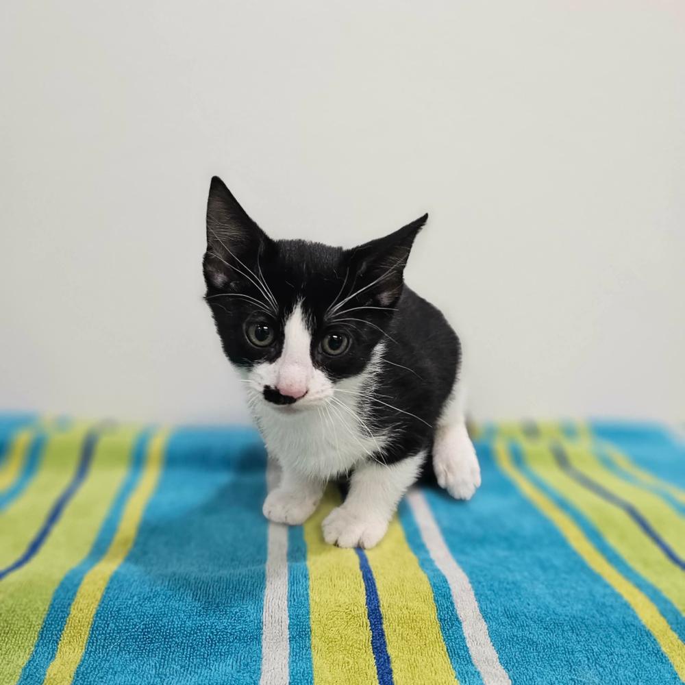 Ravine, Adoptable, Kitten Male Domestic Short Hair.
