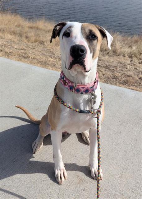 Enlarge ELIZA, a Adoptable mixed breed in Brighton, CO image 1/1