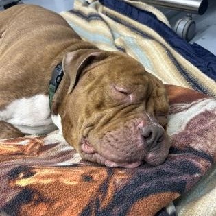 Hulk, Adoptable, Adult Male American Bulldog.