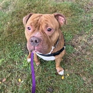 Enlarge Hulk, a Adoptable mixed breed in Worcester, MA image 2/2