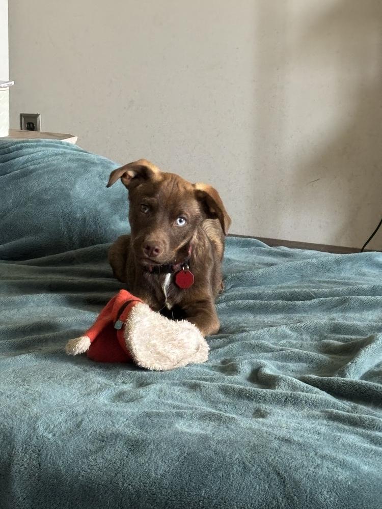 Enlarge Seth, a Adoptable mixed breed in Syracuse, NY image 1/6