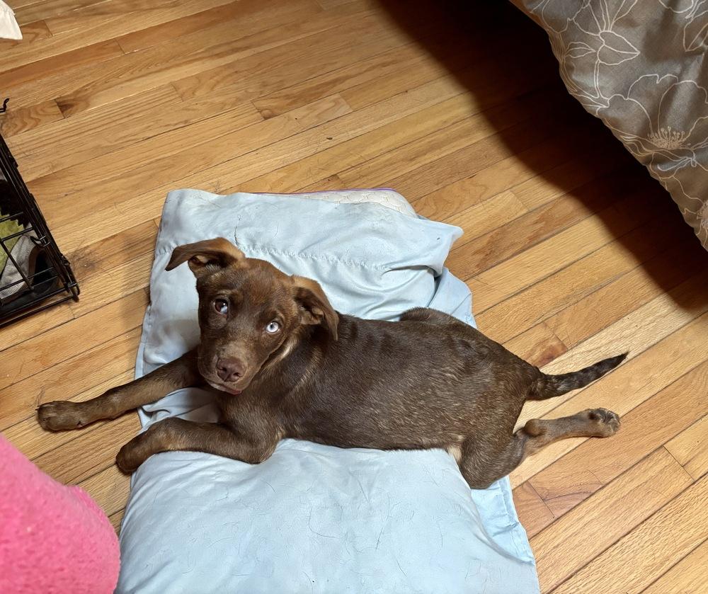 Enlarge Seth, a Adoptable mixed breed in Syracuse, NY image 2/6