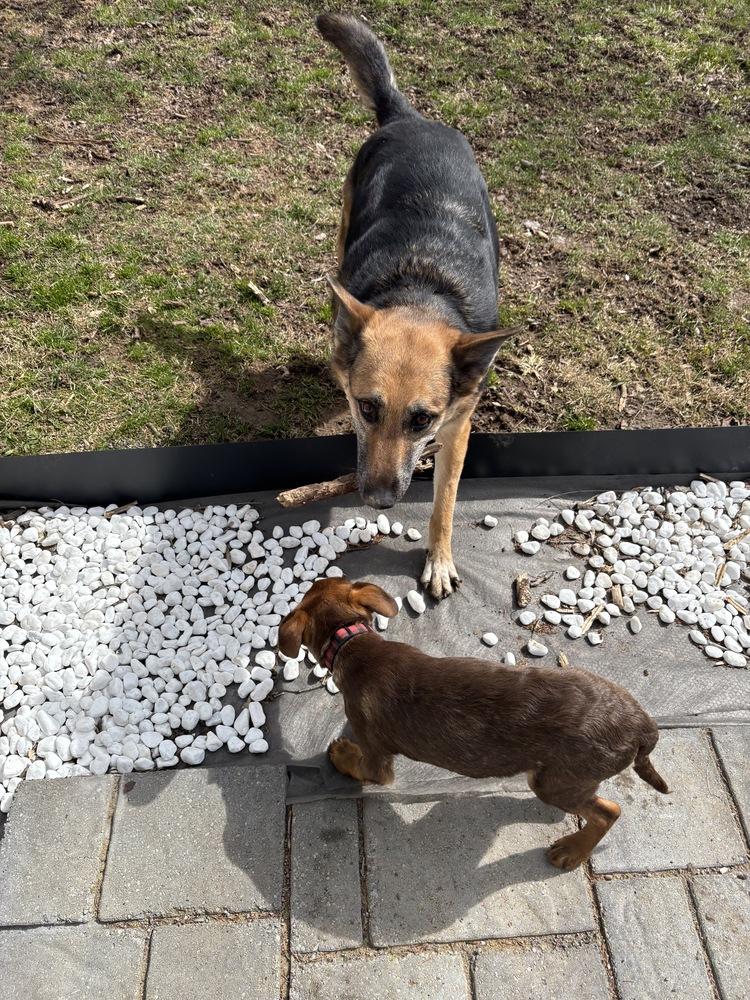 Enlarge Seth, a Adoptable mixed breed in Syracuse, NY image 3/6