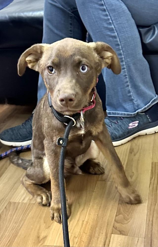 Enlarge Seth, a Adoptable mixed breed in Syracuse, NY image 4/6