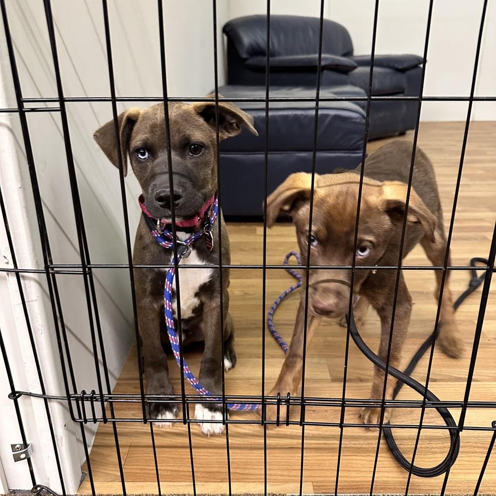 Enlarge Seth, a Adoptable mixed breed in Syracuse, NY image 5/6