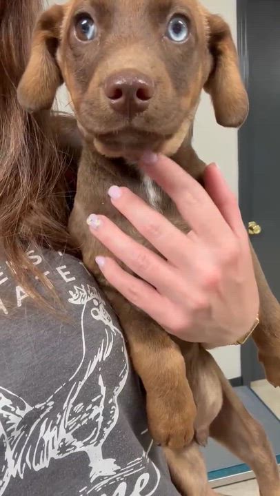 Enlarge Seth, a Adoptable mixed breed in Syracuse, NY video 6/6