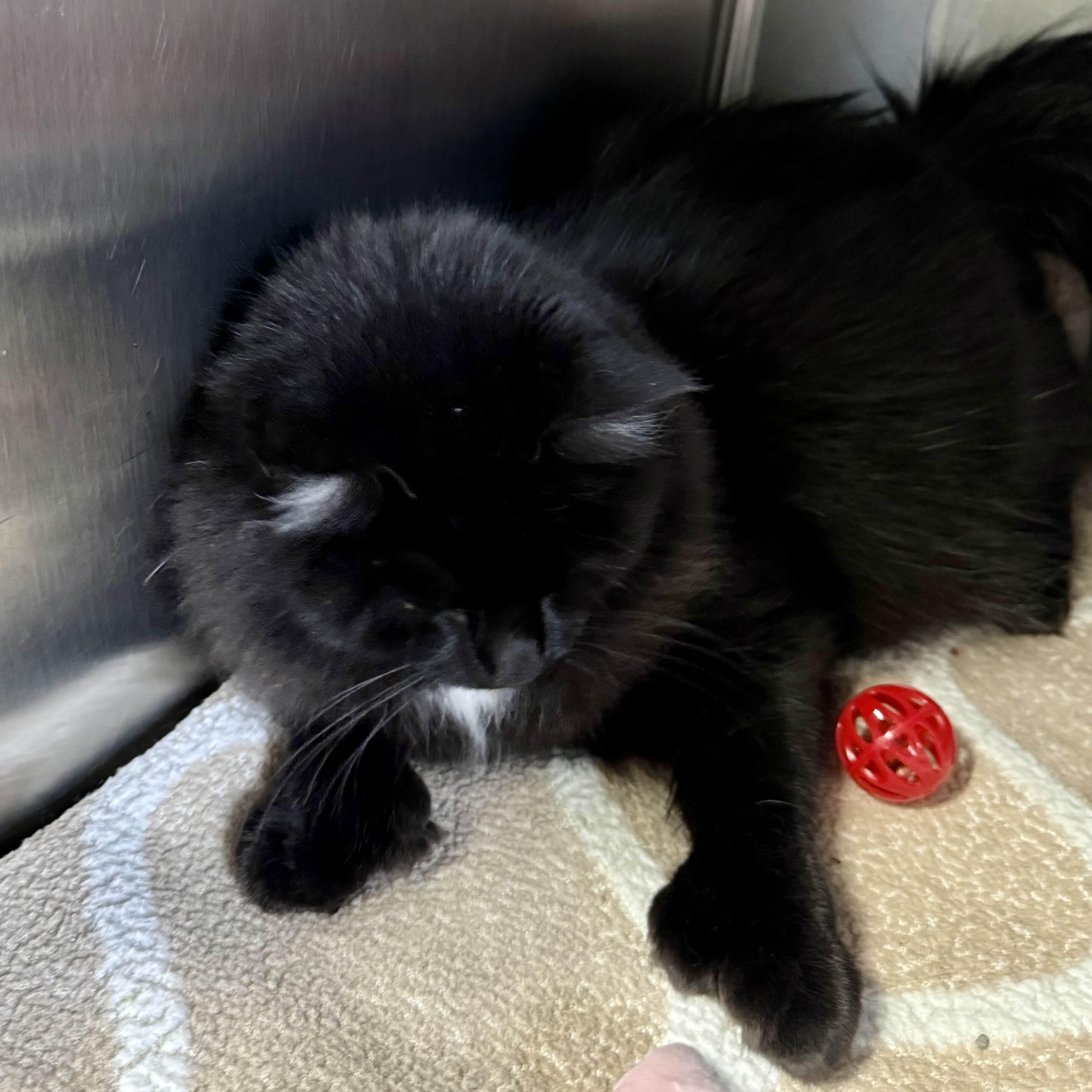 Enlarge Cora, a Adoptable Domestic Long Hair in Exeter, RI image 5/5