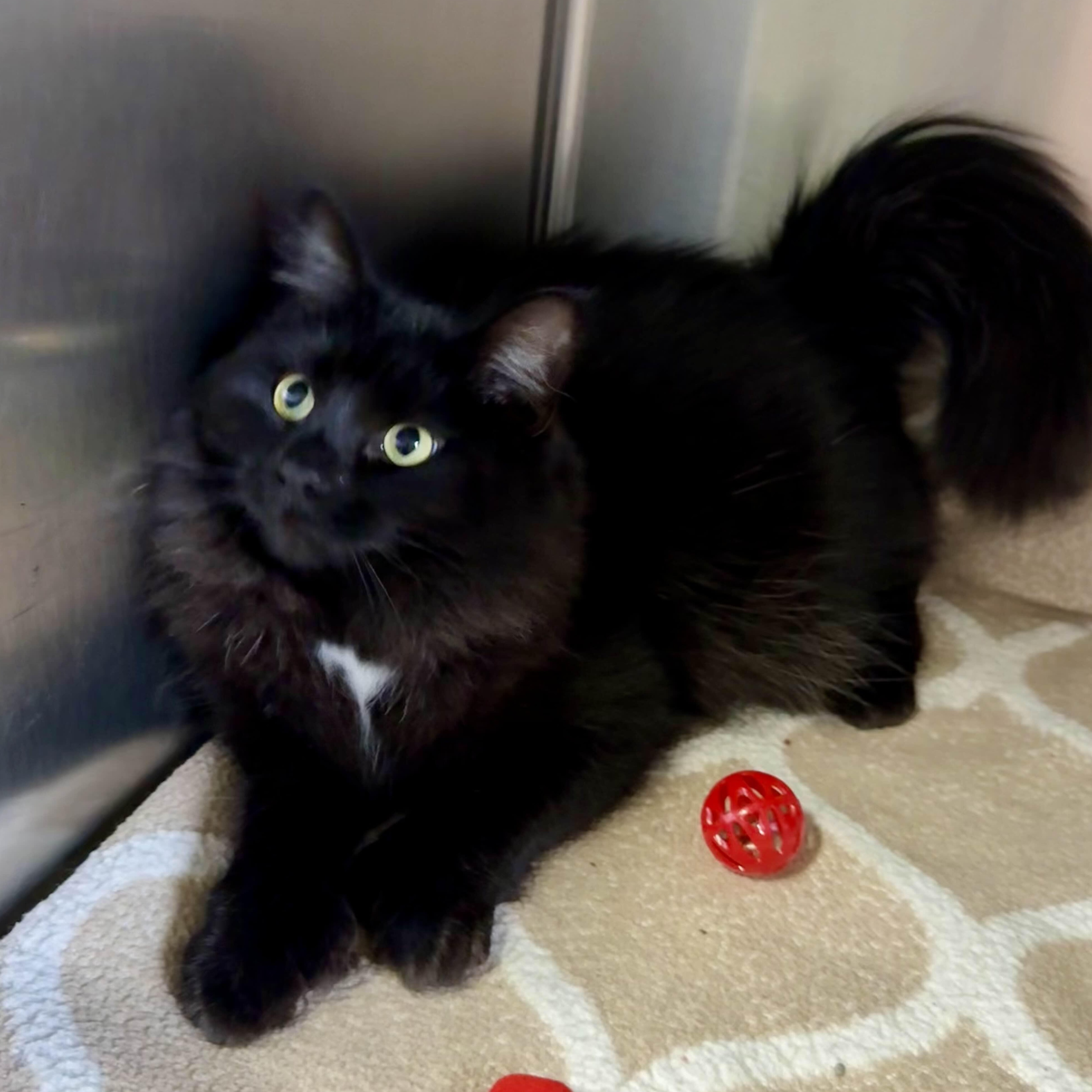 Enlarge Cora, a Adoptable Domestic Long Hair in Exeter, RI image 2/5