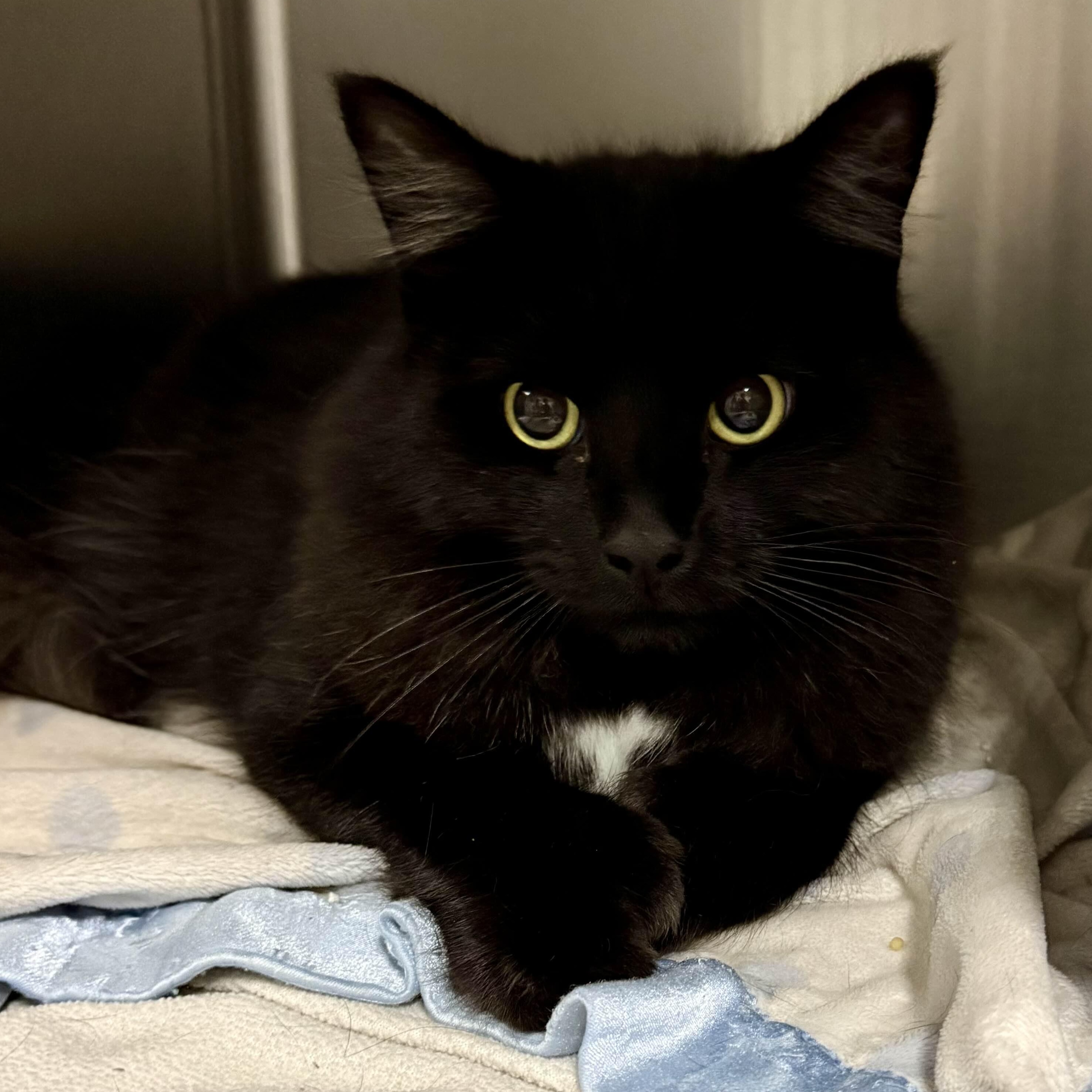 Enlarge Cora, a Adoptable Domestic Long Hair in Exeter, RI image 4/5