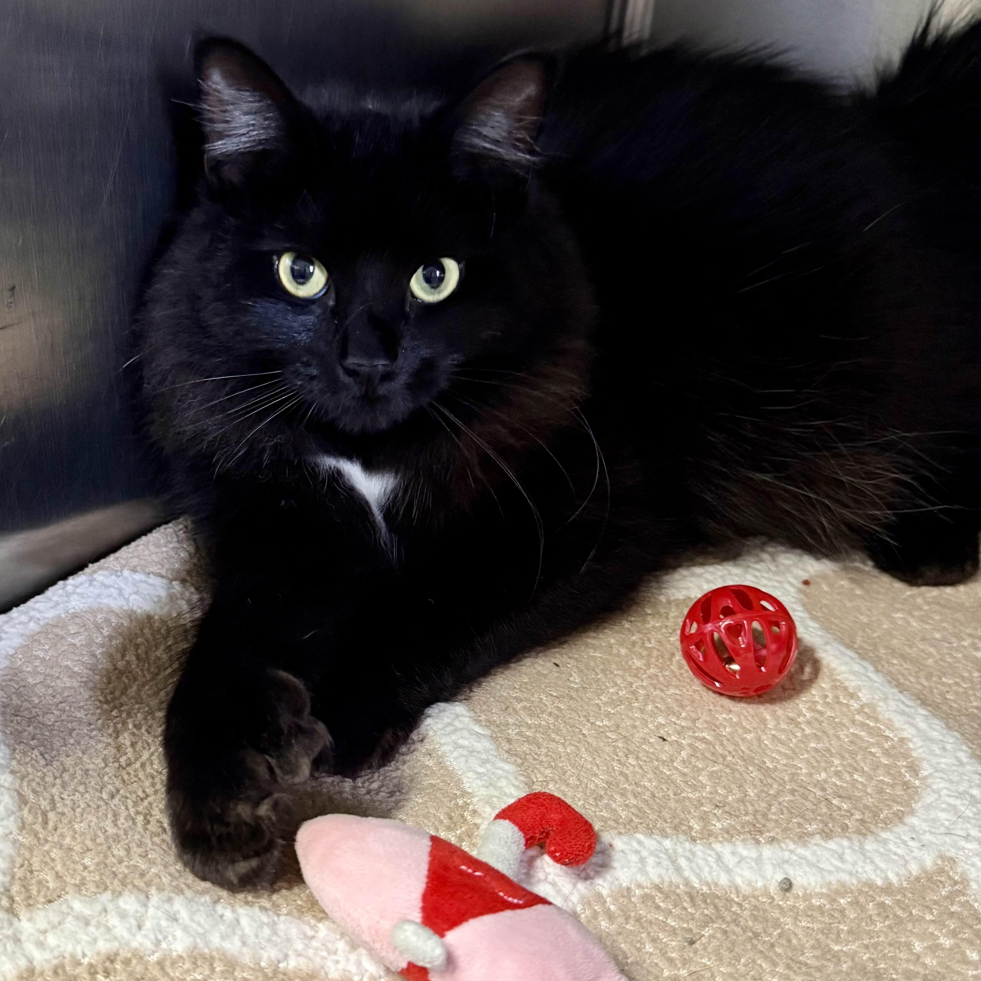 Enlarge Cora, a Adoptable Domestic Long Hair in Exeter, RI image 1/5