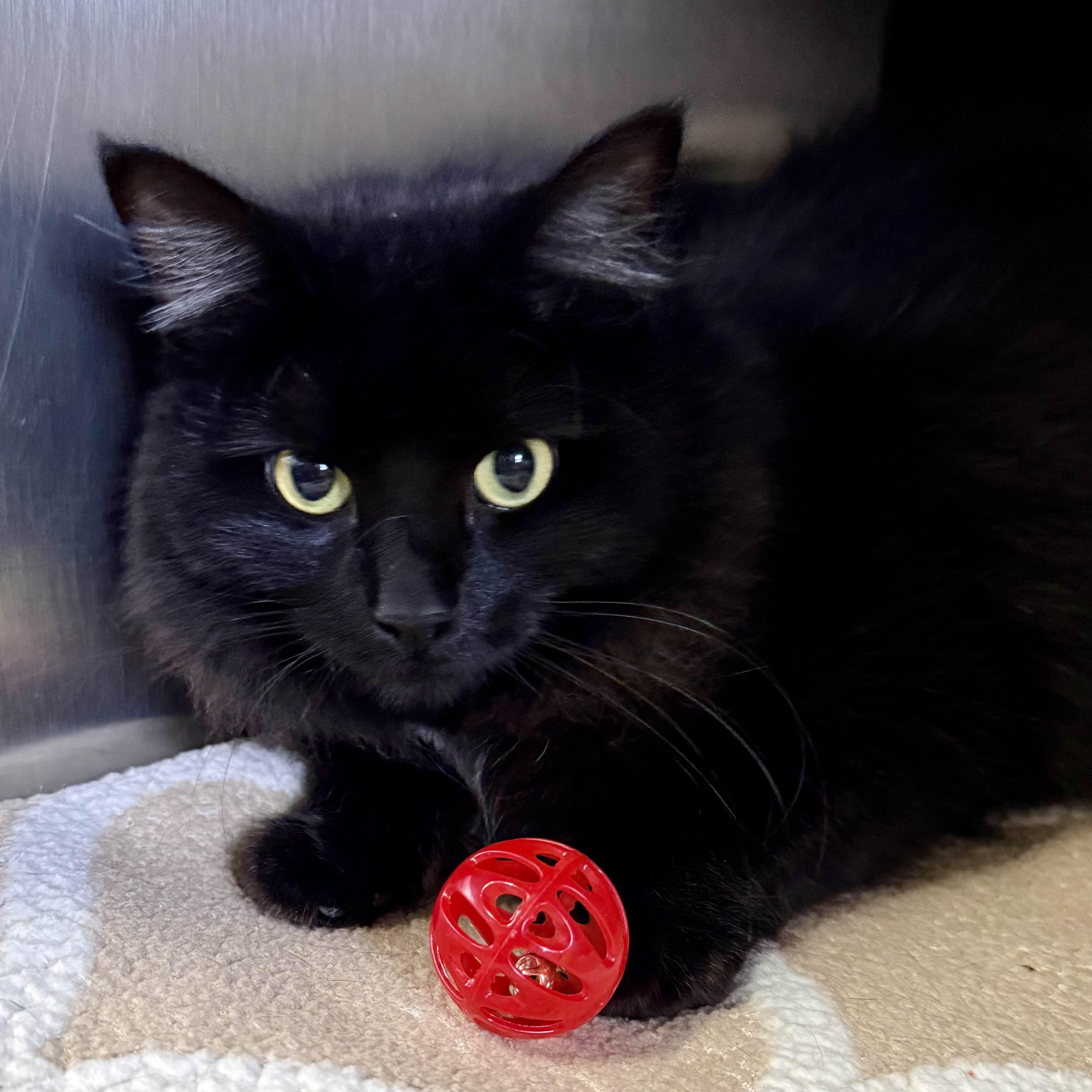 Enlarge Cora, a Adoptable Domestic Long Hair in Exeter, RI image 3/5