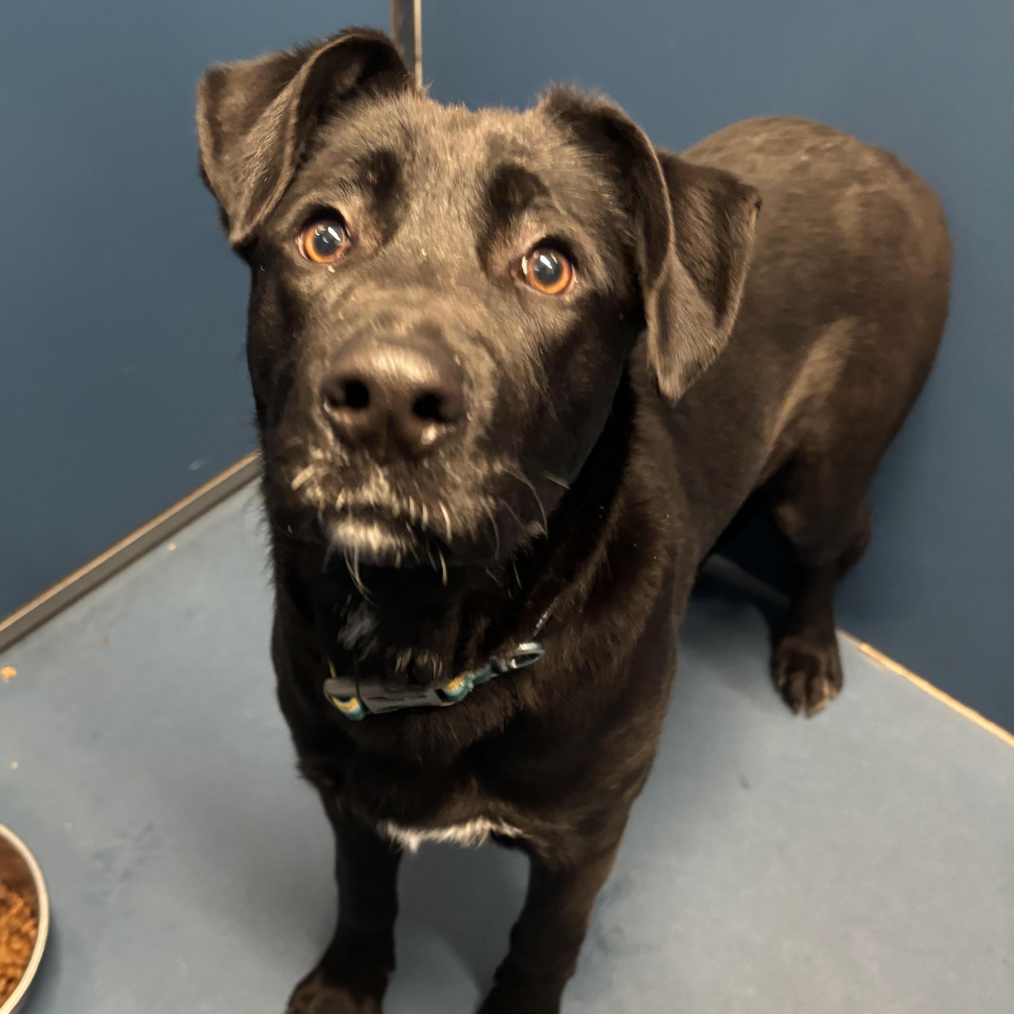 Serenity, ADOPTABLE, Young Female Labrador Retriever & Shepherd.