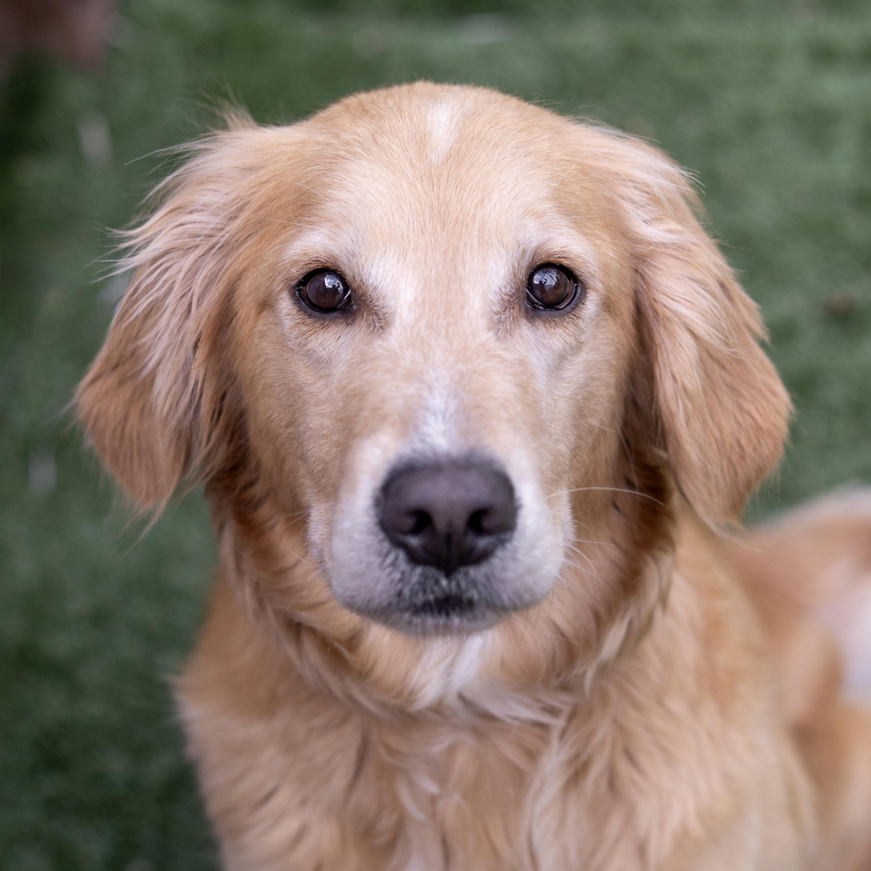 Bella The golden , an adopted Golden Retriever in Carlsbad, CA image 1/5