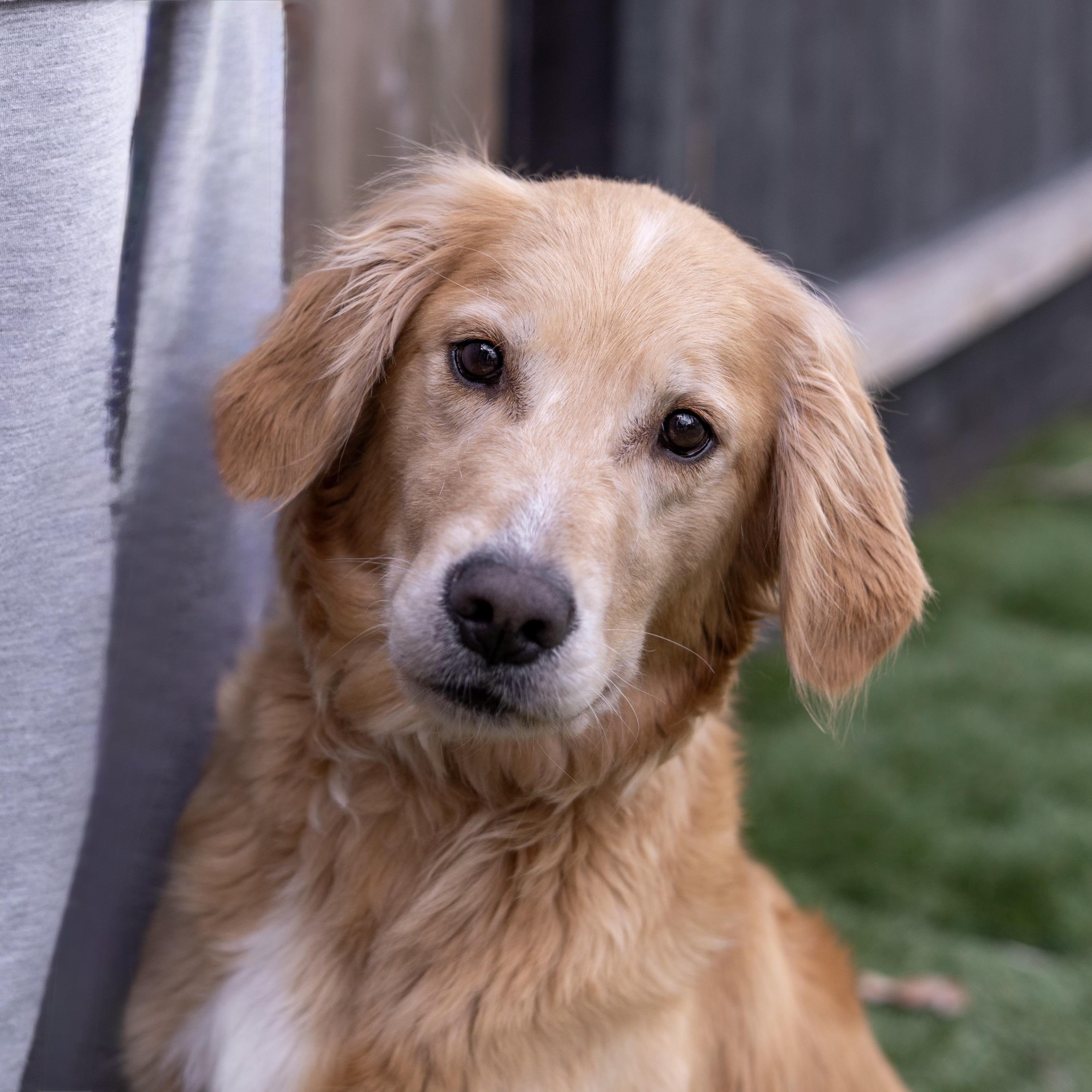 Bella The golden , an adopted Golden Retriever in Carlsbad, CA image 5/5