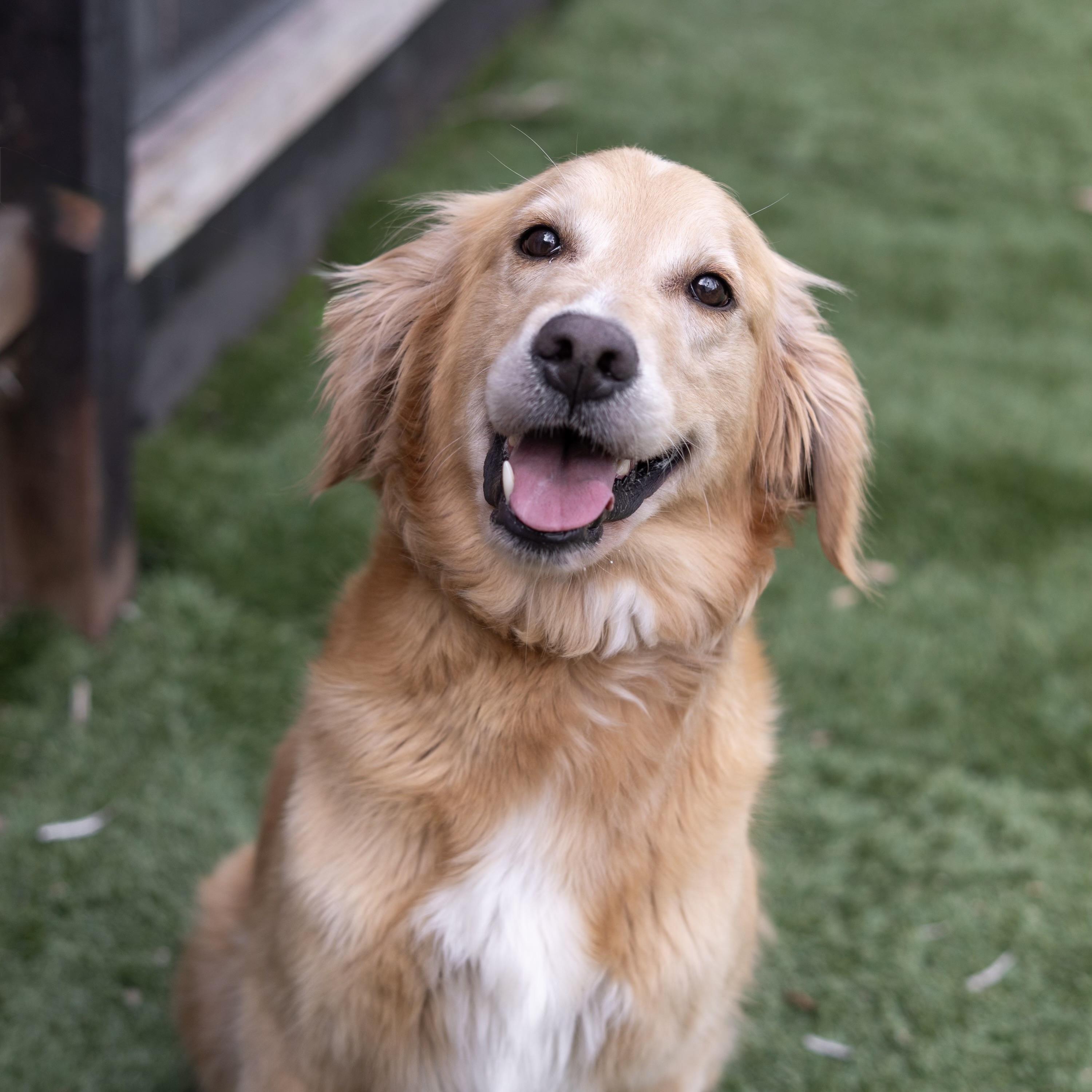 Bella The golden , an adopted Golden Retriever in Carlsbad, CA image 3/5