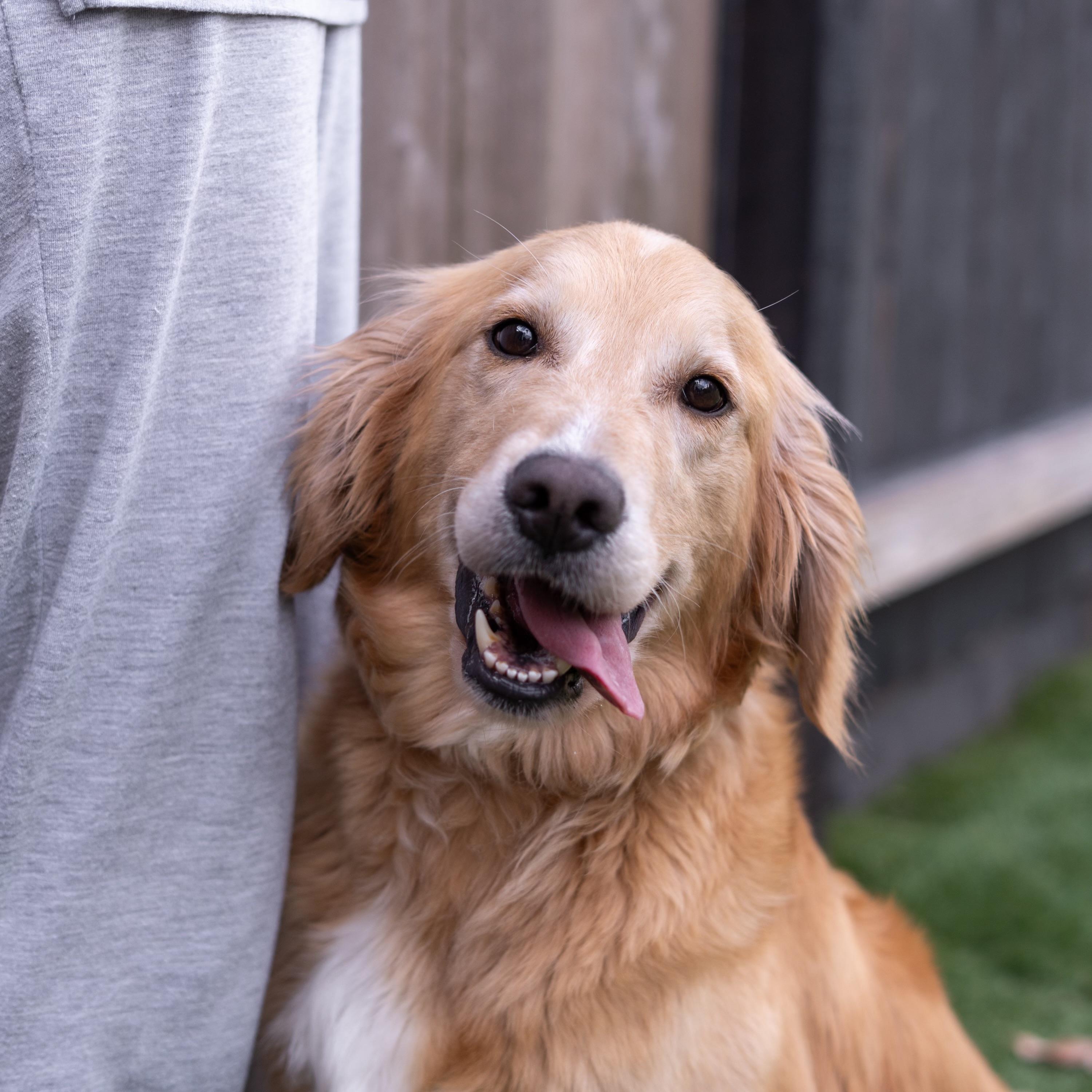Bella The golden , an adopted Golden Retriever in Carlsbad, CA image 4/5
