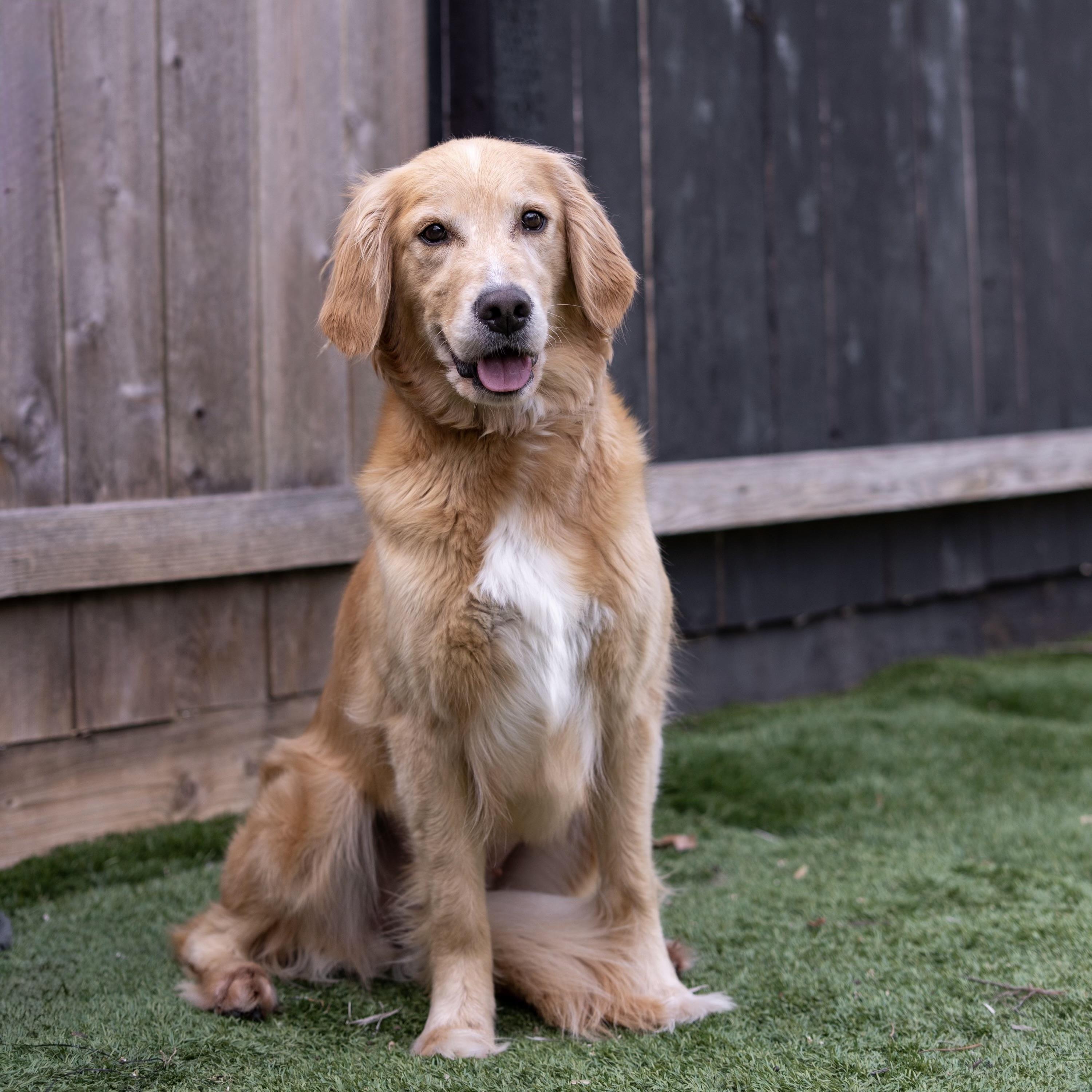 Bella The golden , an adopted Golden Retriever in Carlsbad, CA image 2/5