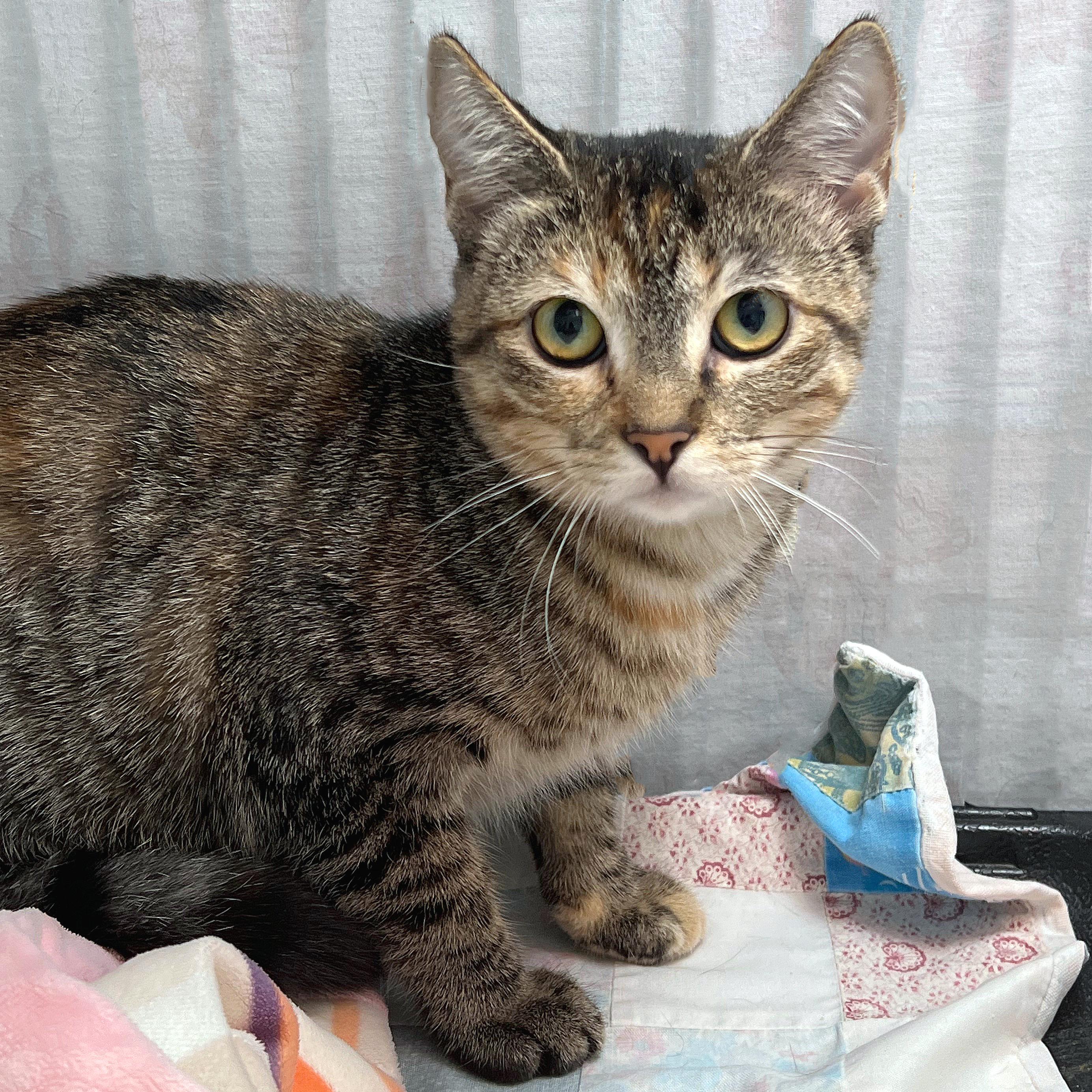 Tabasco, adopted, Kitten Female Domestic Short Hair.