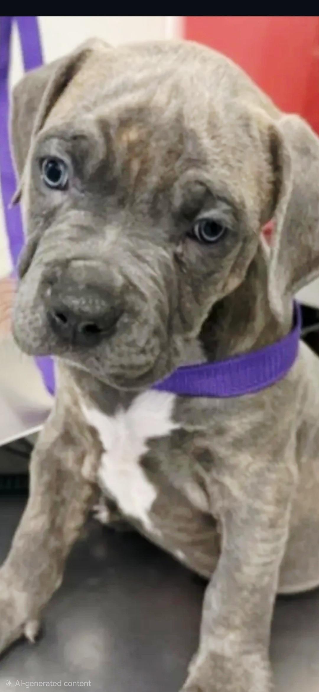 Ruff blue eyes, ADOPTABLE, Puppy Male Cane Corso & Mastiff.