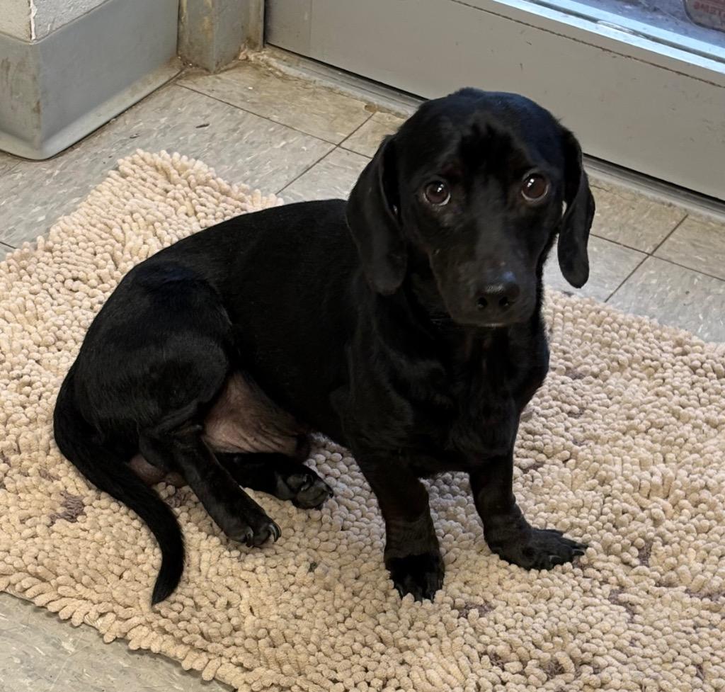 Golden Tempo, Adopted, Young Male Dachshund.