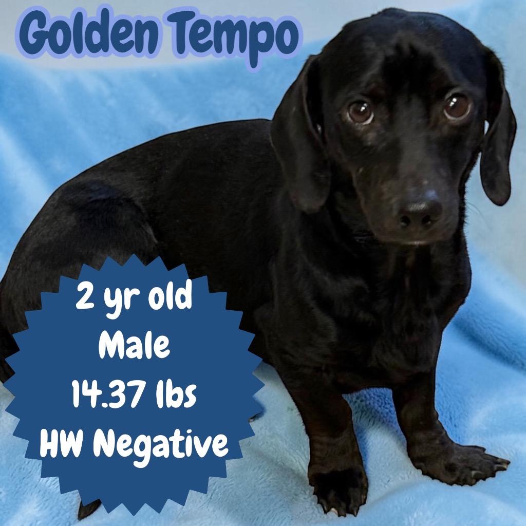 Golden Tempo, a Adopted Dachshund in Sorrento, LA image 2/2