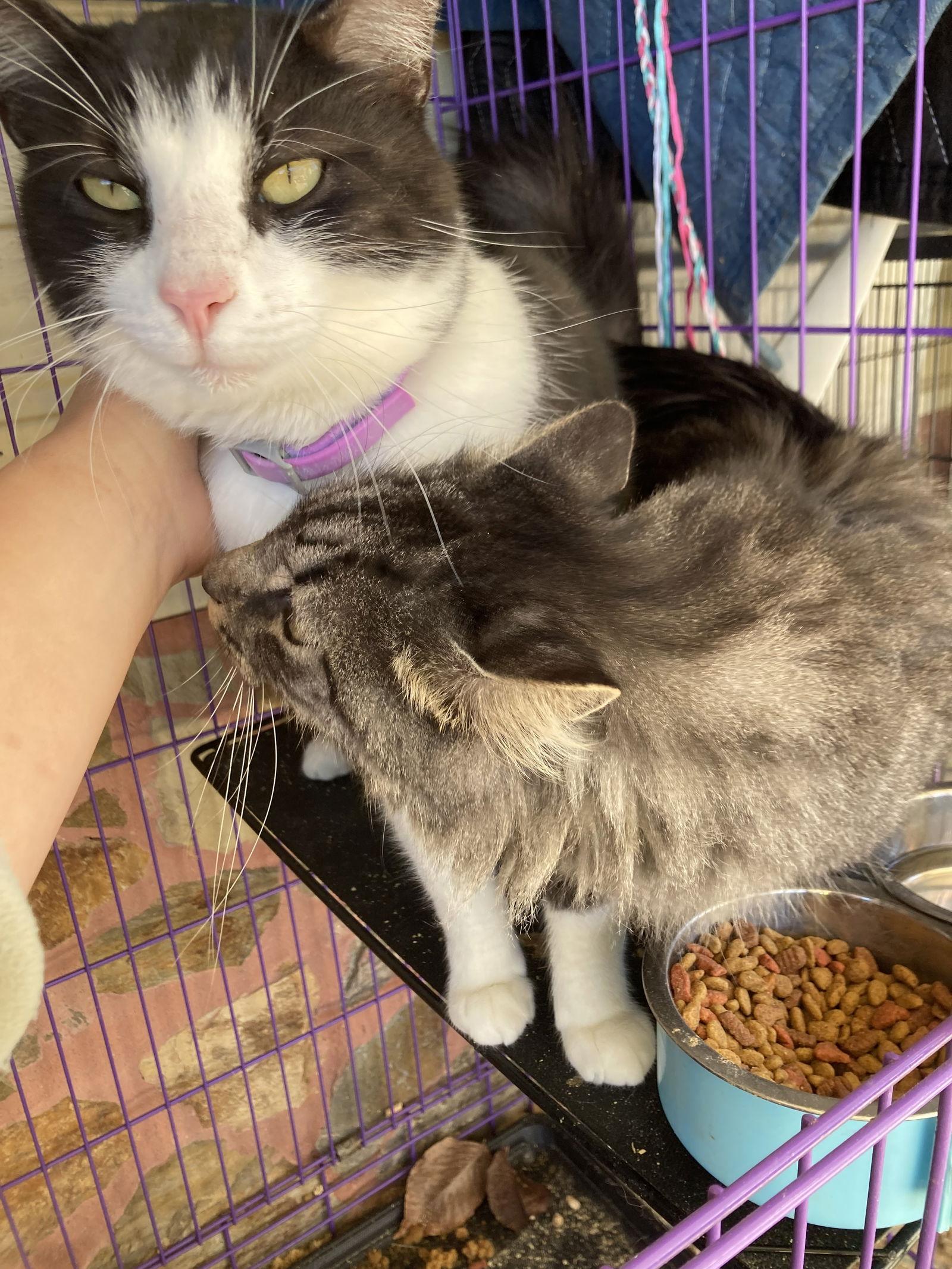 Bow, Adoptable, Adult Male Domestic Short Hair.