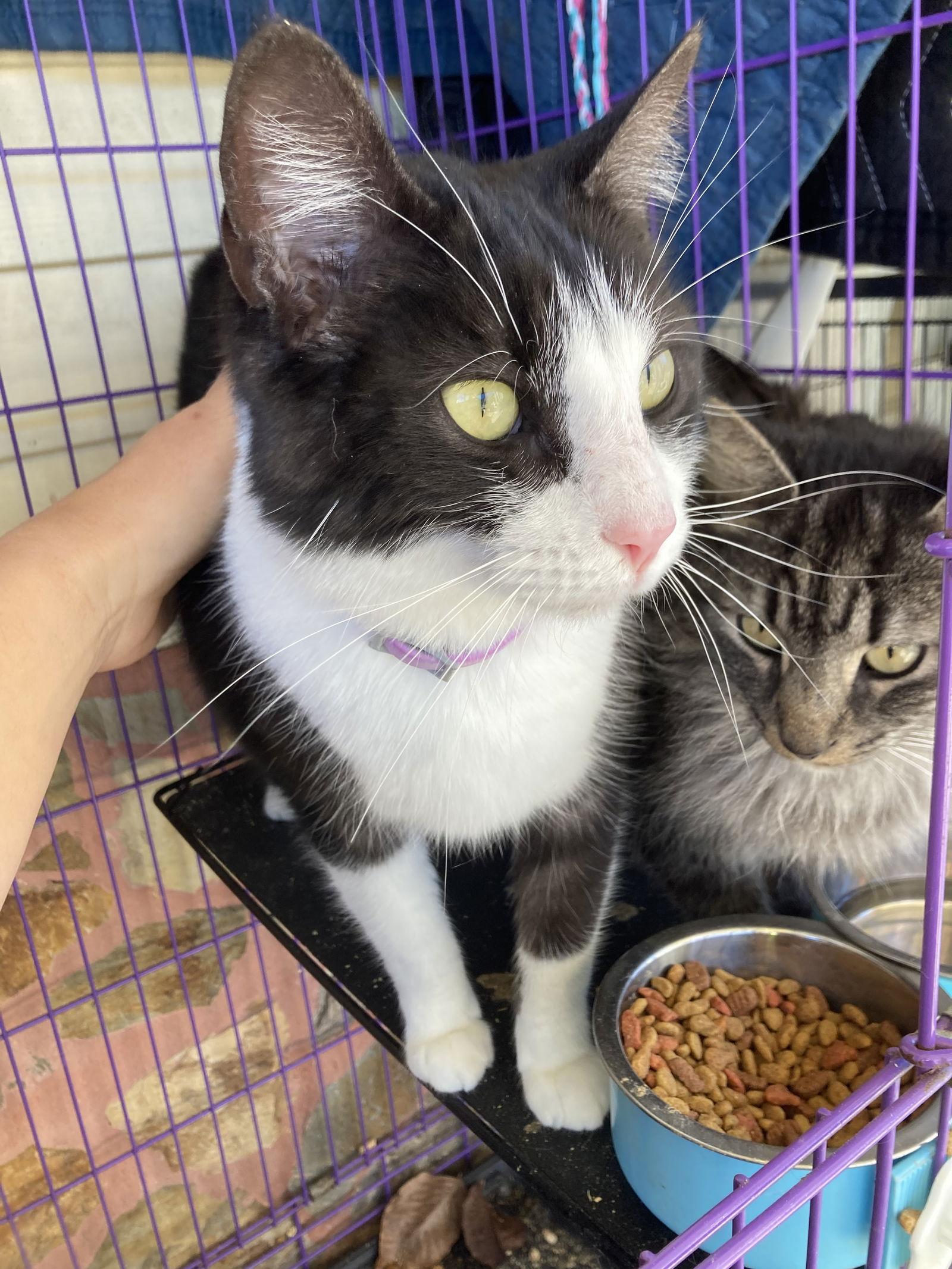 Enlarge Bow, a Adoptable Domestic Short Hair in Chatham, VA image 2/3