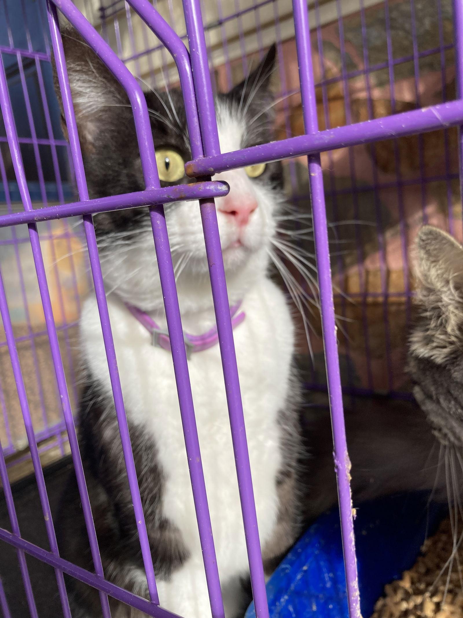 Enlarge Bow, a Adoptable Domestic Short Hair in Chatham, VA image 3/3