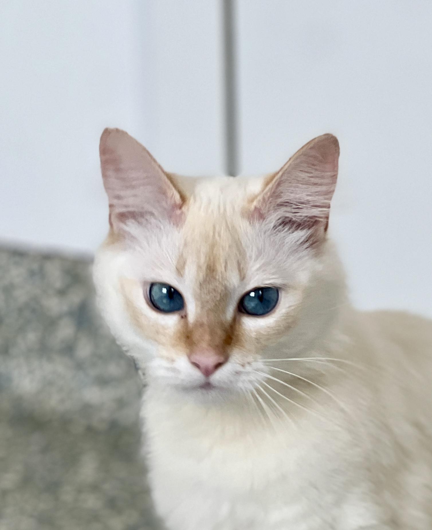 Enlarge Lanquid, an adopted Domestic Long Hair in Waldport, OR image 3/3